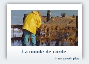 La moule de corde